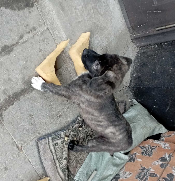 щенок в хорошие руки