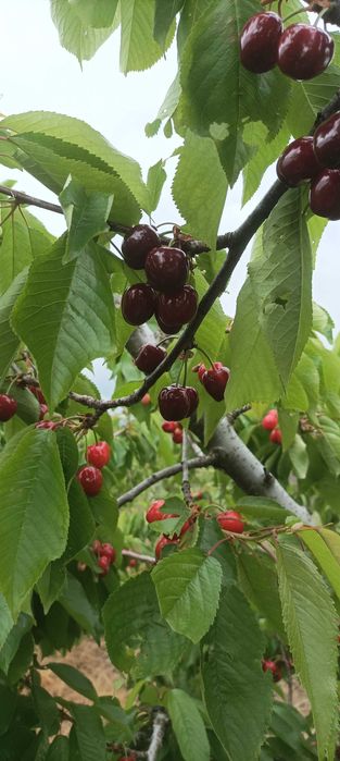 Продавам череши Бигаро Бюрла