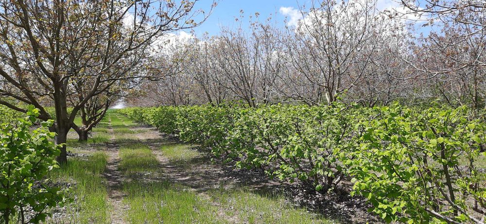 Продава се Земеделски имот в Шумен, Център -  кв.м за 3060 €/дка - Снимка #22