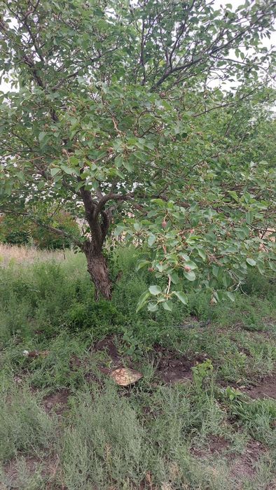 Продажа дачи на бугорках