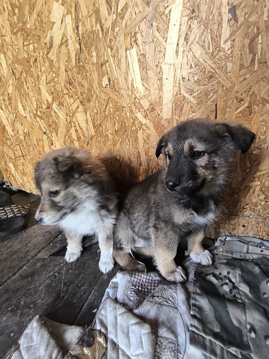 Отдам щенков в добрые руки