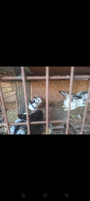 Крольчата великаны и Крол самец