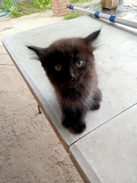 Отдам милых котят