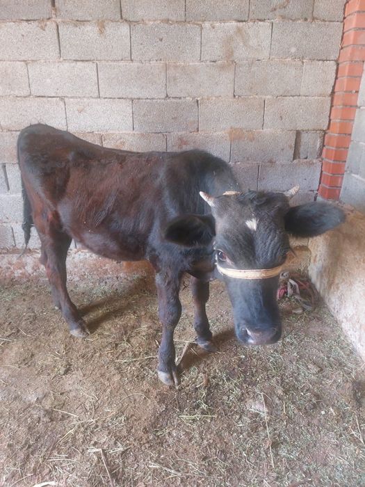 Продам корову 2 года