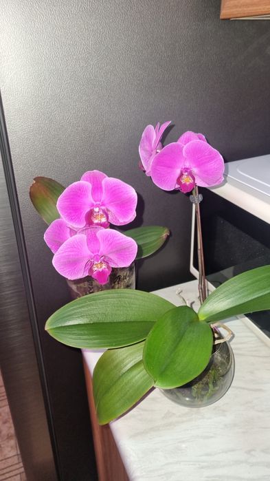 Фаленопсис, орхидеи , из домашней коллекции коллекции