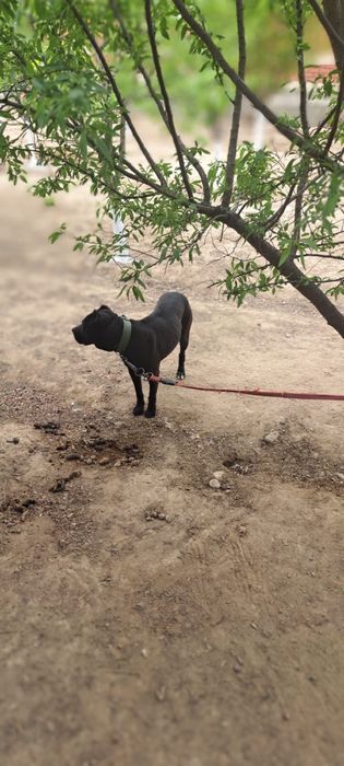 Пит собака 1.5 года