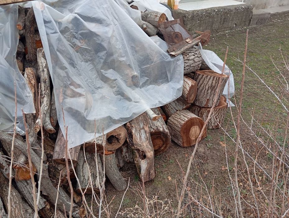 у'тин сотилади. продаётся дрова. йонг'ок, чинор, медали дарахтлар