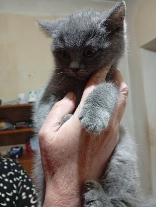 Породистые котята