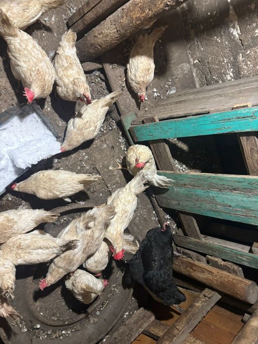 Продам домашних куриц несушек