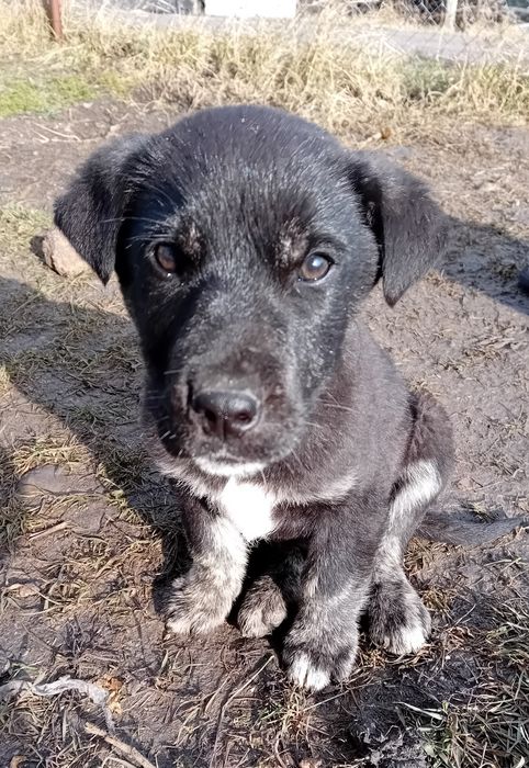 Мъжки кученца търсят своето човешко семейство
