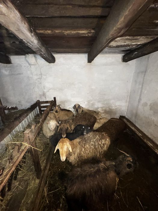 Қой мен ешкі сатамын