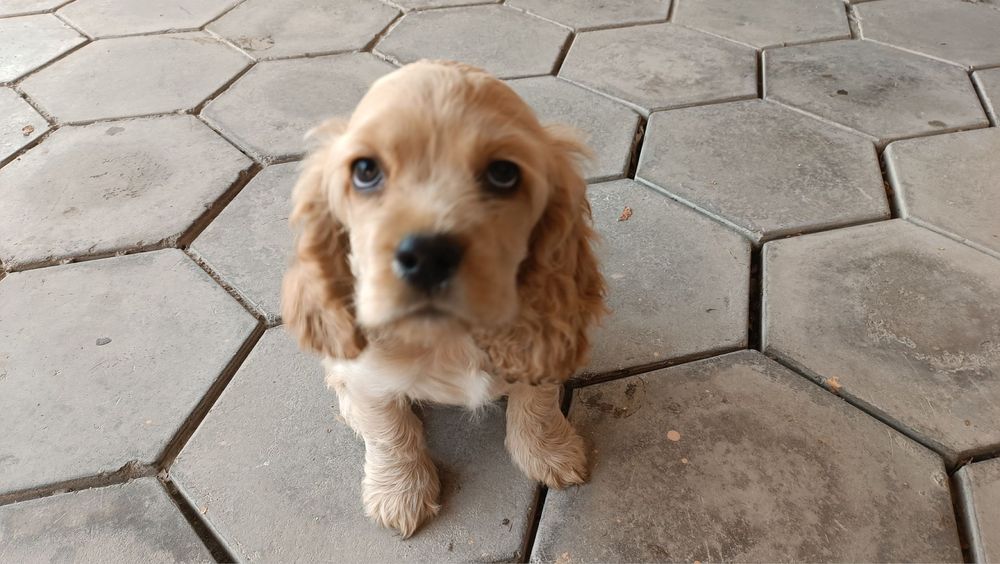 Щенок Английский кокер-спаниель