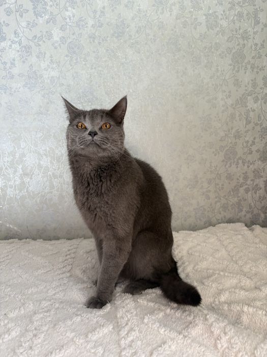 Британец,в добрые руки