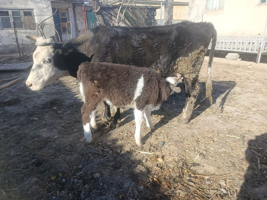 Бұзаулы сиыр(Жуас сиыр)