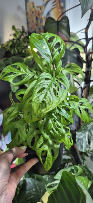 Syngonium, begonia, scindapsus , philodendron, thai, adansonii mint