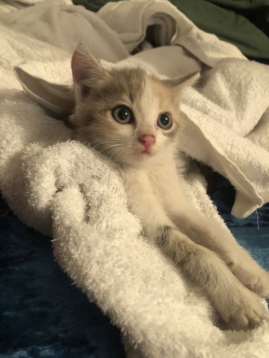 Отдам котенка девочку срочно
