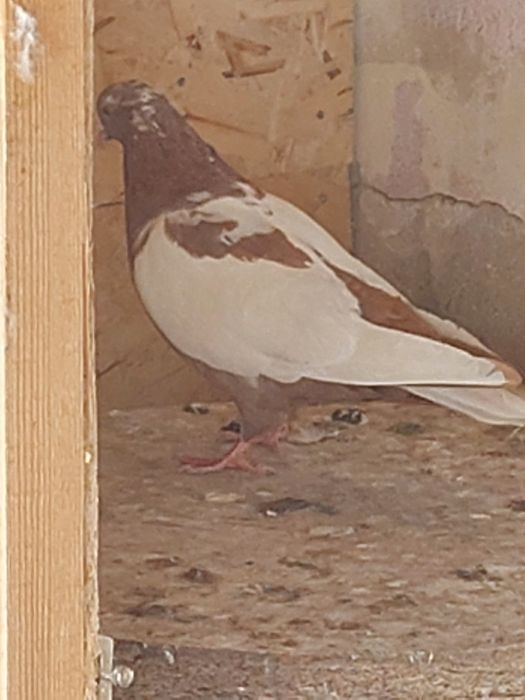 Кептер Құс Голуби