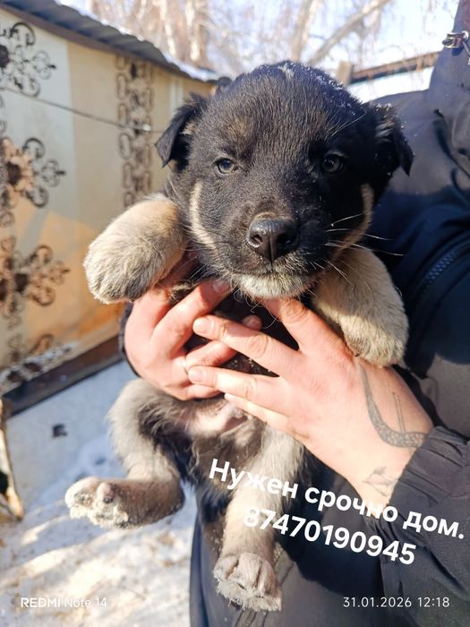 Срочно малышам нужен дом.