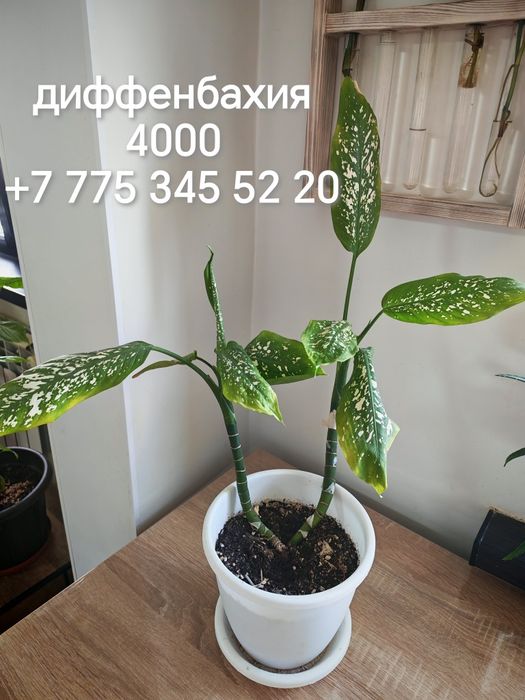 Комнатные растения