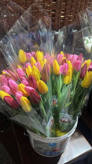 Тюльпаны оптом и в розницу от 550 тенге