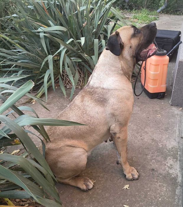 Vand mascul Presa Canario