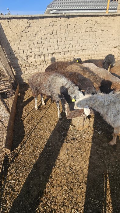 Семіз қойлар сатылады