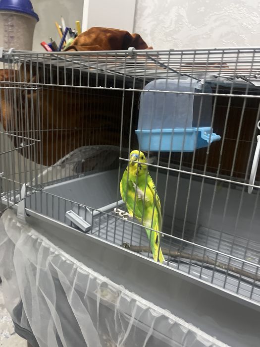 попугай мальчик