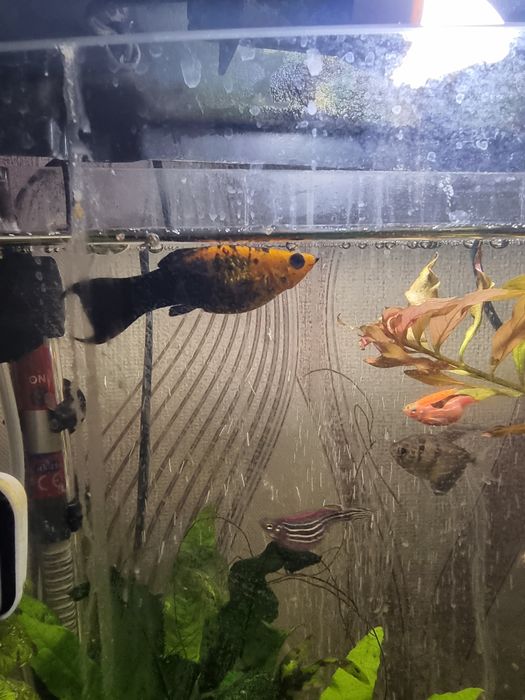 Продам рыбок молинезий