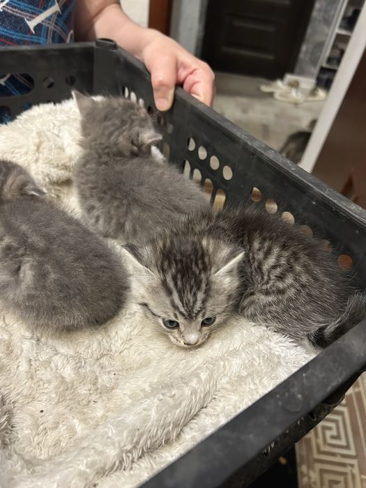 Котята в добрые руки