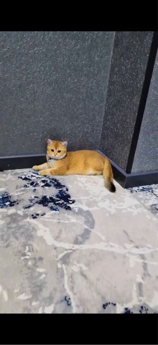 Кошка золотая шиншила, 1,5 года