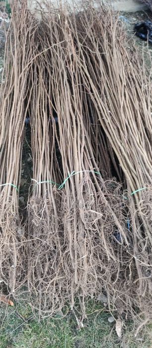 Puieți salcâm frasin tei fag carpen stejar mesteacăn plop brad molid