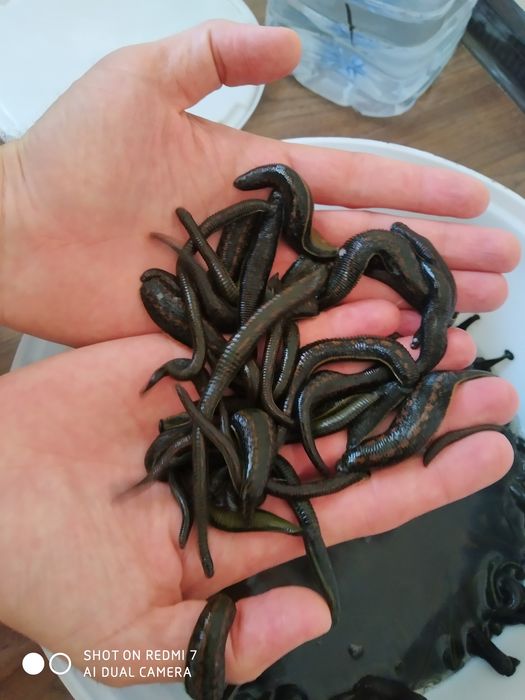 Zuluk пиявки продаётся Пиявки