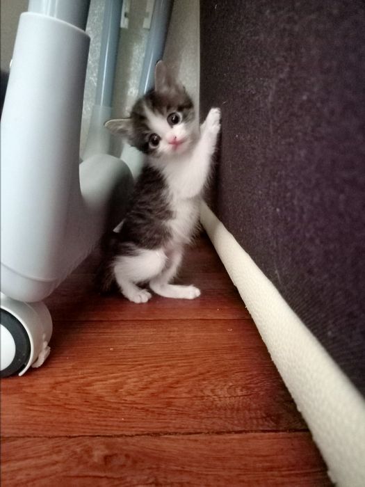 Отдадим Котят бесплатно.