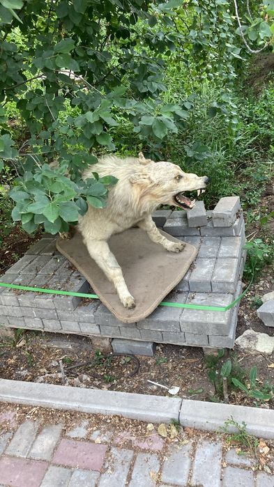 Продам Чучело волка