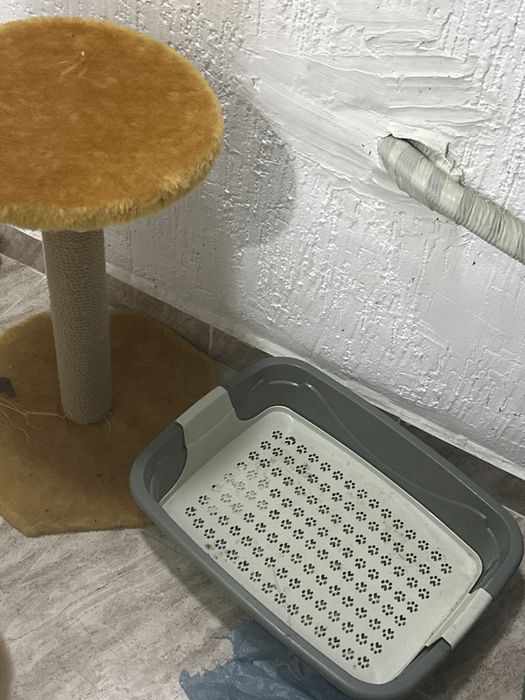 Британская кошка,маленькая