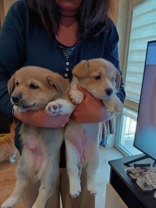 Корги Пембург бебета