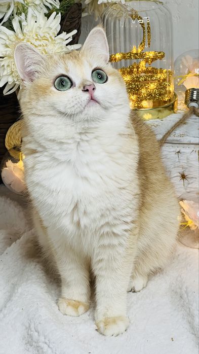 Британская шиншилла ny11