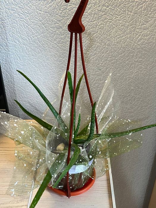 Цветы для дома, офиса и вподарок