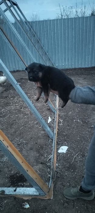 Продаю немецких щенков