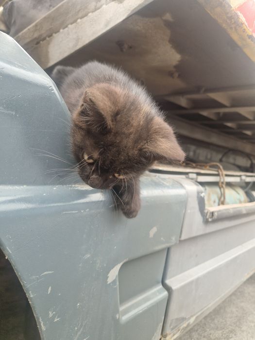 Отдам котёнка в добрые руки мальчик