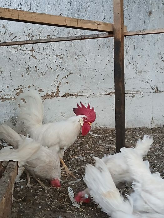 Леггорн стандарт қораз