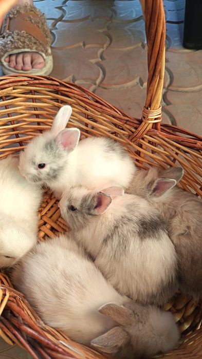 Продам декоративных кроликов