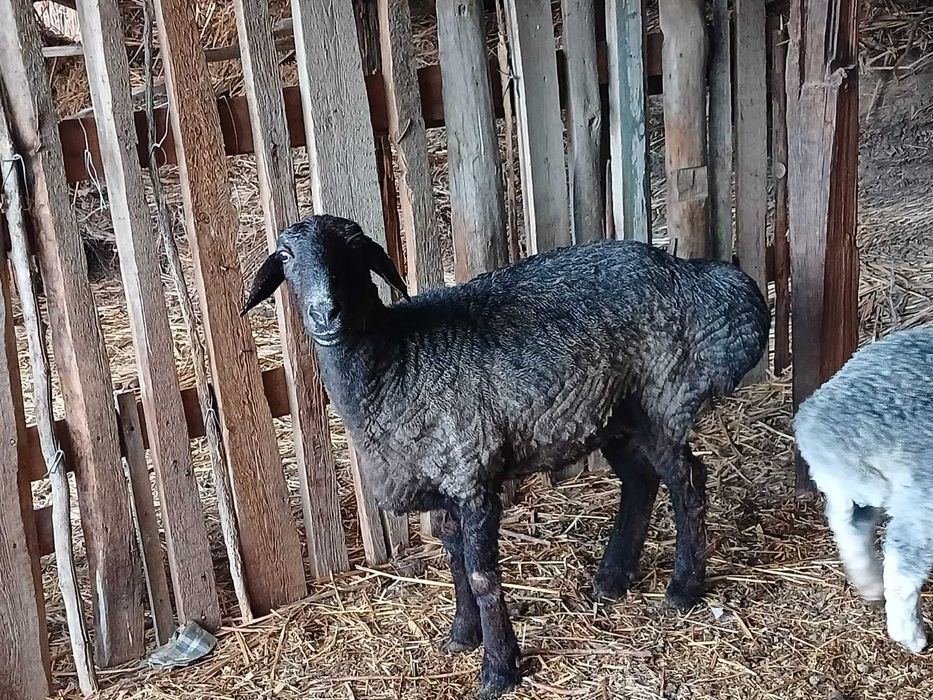 Семіз қой сатылады