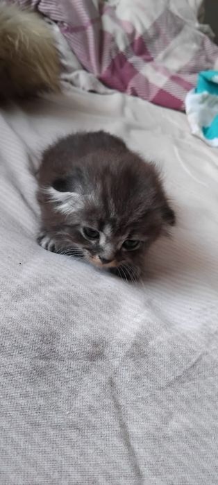 Продать котёнок по 5к