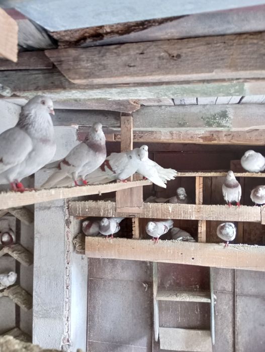 Vând porumbei de ornament rasa mica (blondineți)