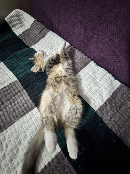 Котенок девочка 3 мес в добрые руки