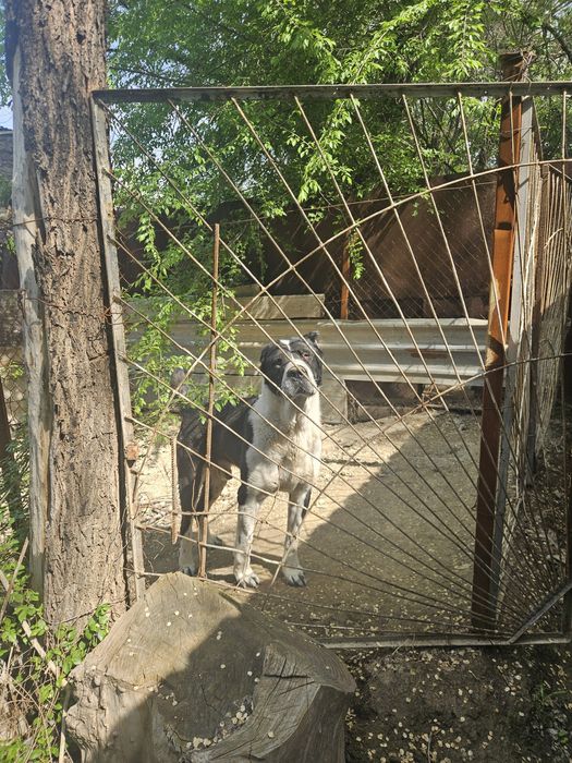 Алабай отдам в хорошие руки
