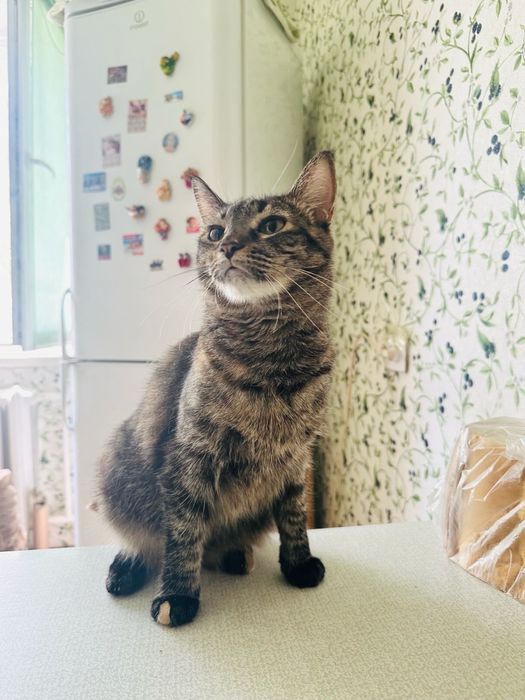 Любопытная кошка
