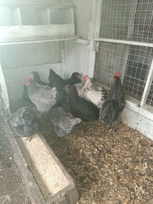 Gaini diferite rase, cocosi albi, oua