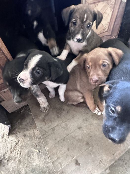 Кучуклар яхши кулларга берилади.